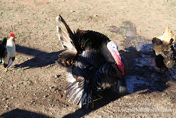 Patricks Farm Well maintained property, Lots of flowers Old Barn Farm House fruit trees Berries, Goats, Chicken’s, Turkey,