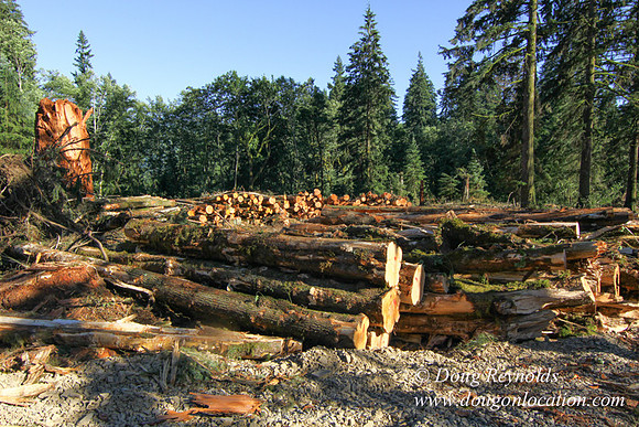 Craig Logging-3162