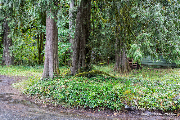 Collins Cabin