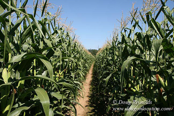 Farm 4 has Barns Shops they grow Wheat and Corn.  in the Portland Zone