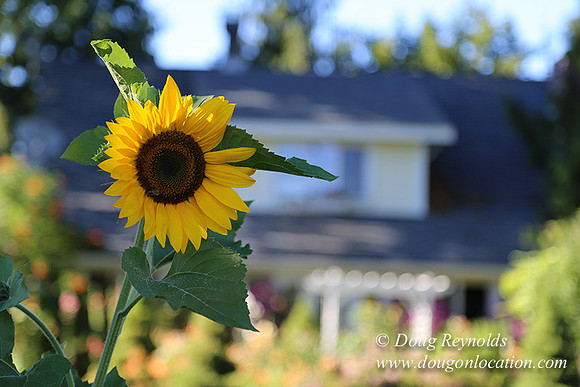 Patricks Farm Well maintained property, Lots of flowers Old Barn Farm House fruit trees Berries, Goats, Chicken’s, Turkey,