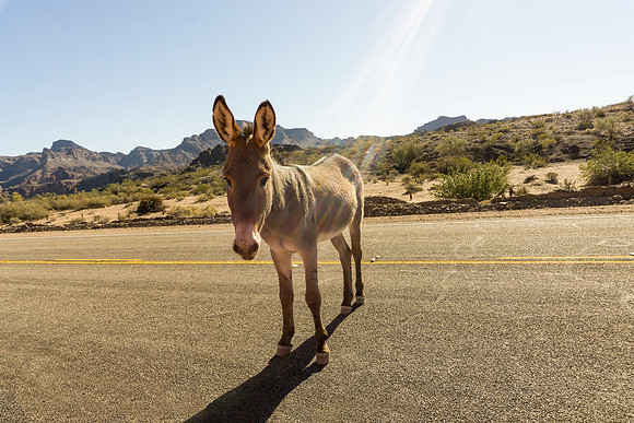 Burro in Road