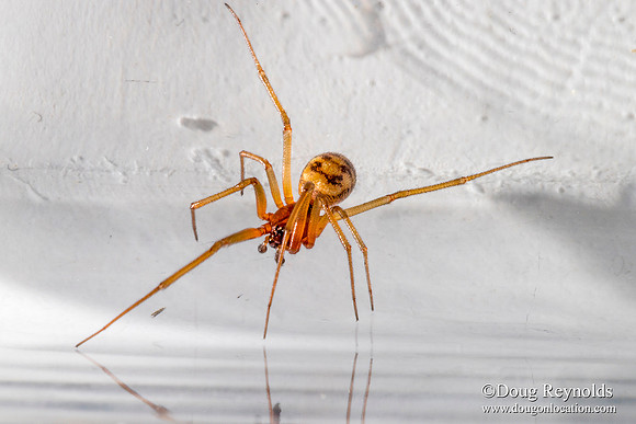 Brown Reclus Spider