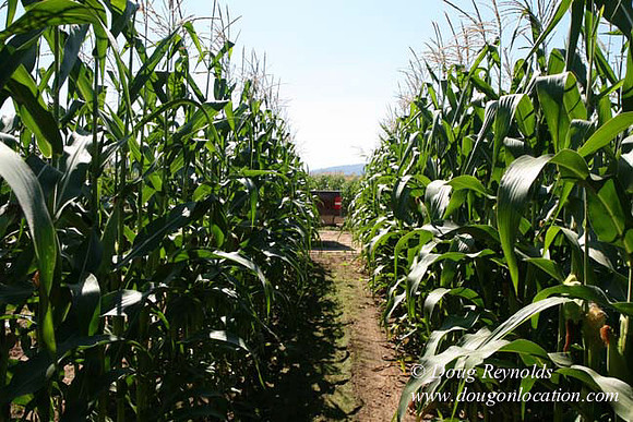 Farm 4 has Barns Shops they grow Wheat and Corn.  in the Portland Zone
