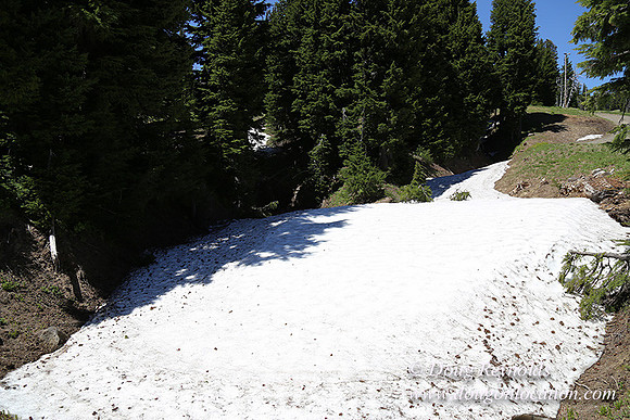 Medow's Snow-5638