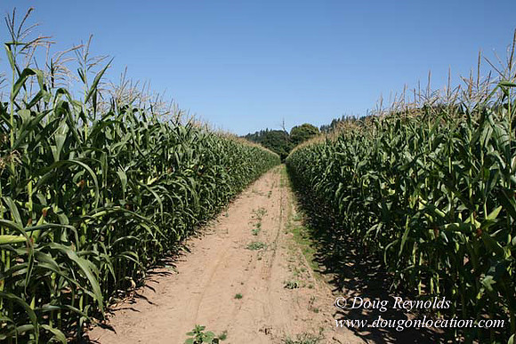 Farm 4 has Barns Shops they grow Wheat and Corn.  in the Portland Zone