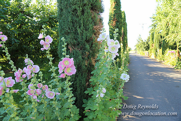 Patricks Farm Well maintained property, Lots of flowers Old Barn Farm House fruit trees Berries, Goats, Chicken’s, Turkey,