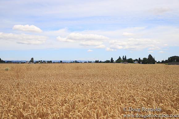 Tom Duycks Wheat Field