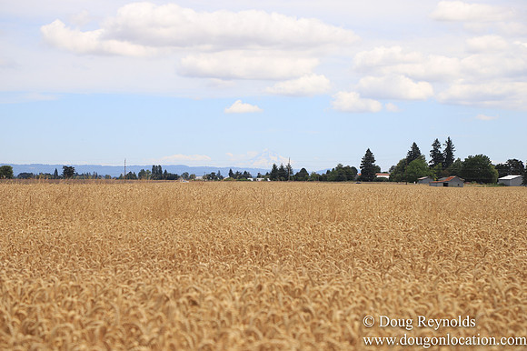 Tom Duycks Wheat Field