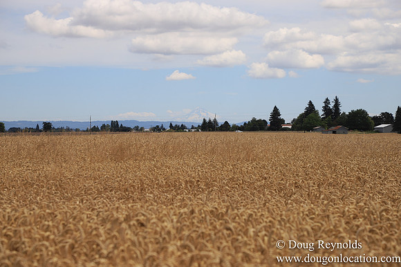 Tom Duycks Wheat Field