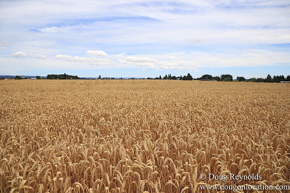 Tom Duycks Wheat Field