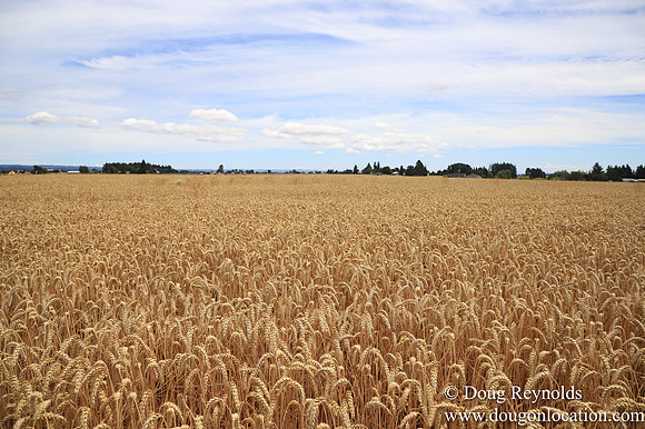 Tom Duycks Wheat Field