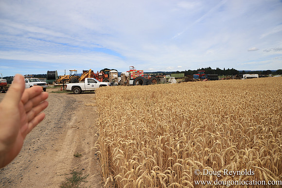 Tom Duycks Wheat Field