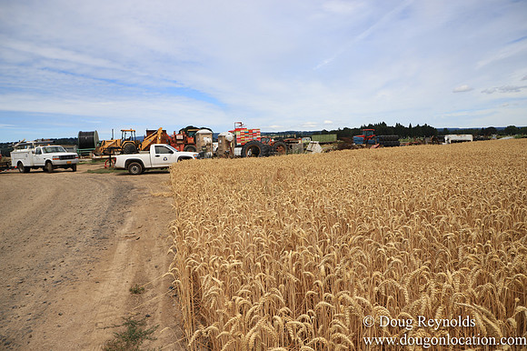 Tom Duycks Wheat Field