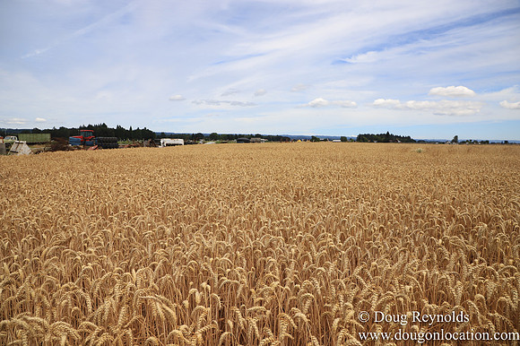 Tom Duycks Wheat Field