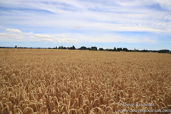 Tom Duycks Wheat Field