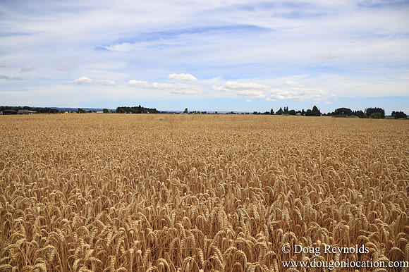 Tom Duycks Wheat Field