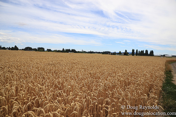 Tom Duycks Wheat Field