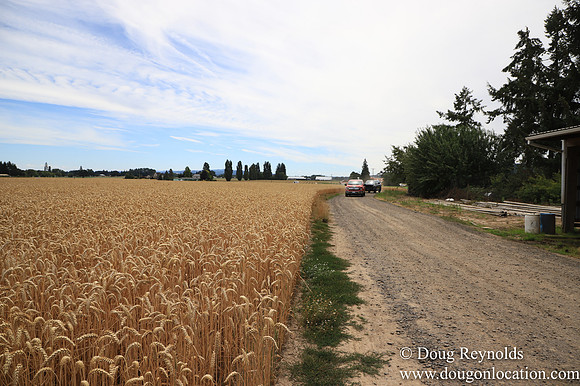Tom Duycks Wheat Field