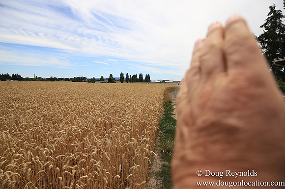 Tom Duycks Wheat Field