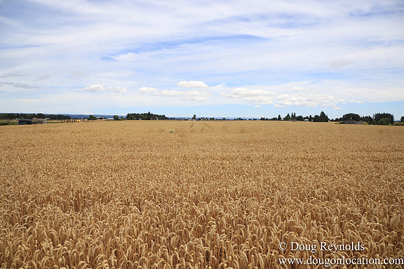Tom Duycks Wheat Field
