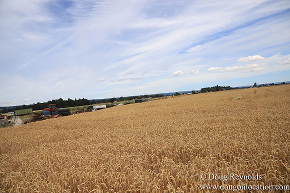 Tom Duycks Wheat Field