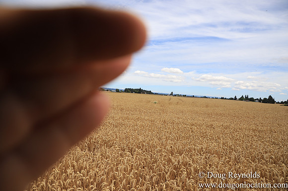 Tom Duycks Wheat Field