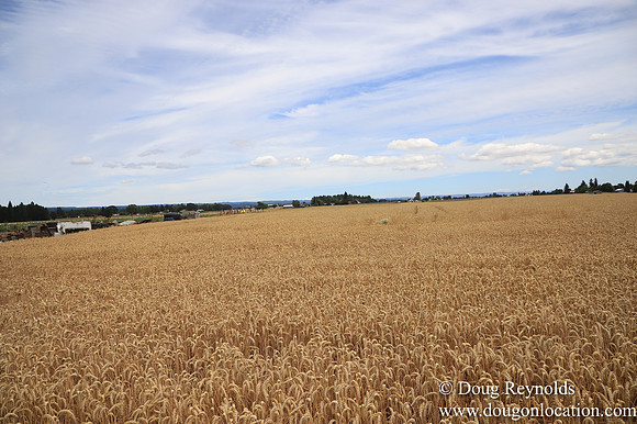 Tom Duycks Wheat Field