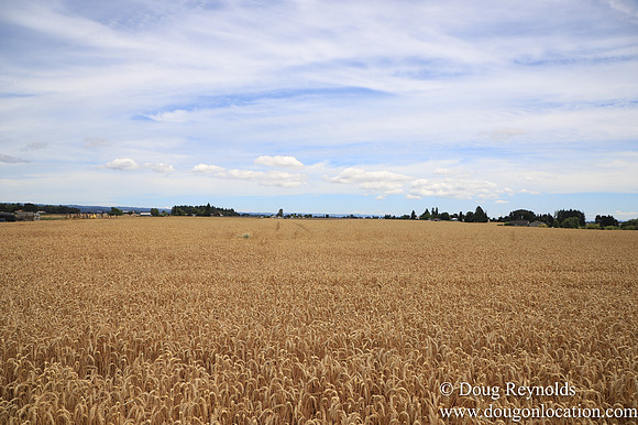 Tom Duycks Wheat Field