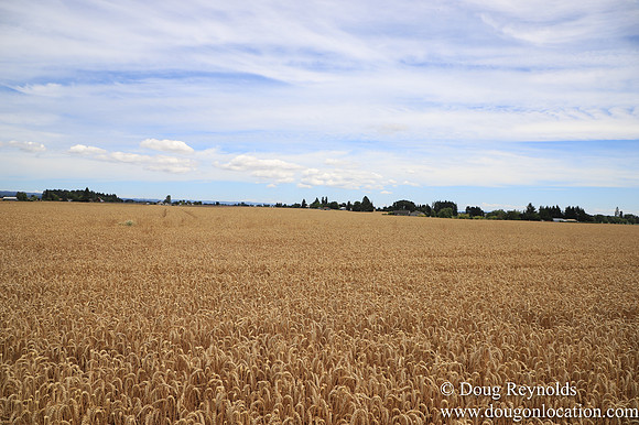 Tom Duycks Wheat Field