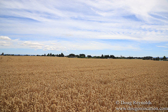 Tom Duycks Wheat Field