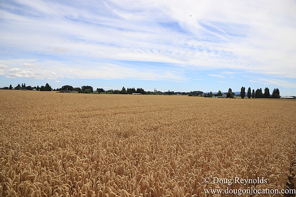 Tom Duycks Wheat Field