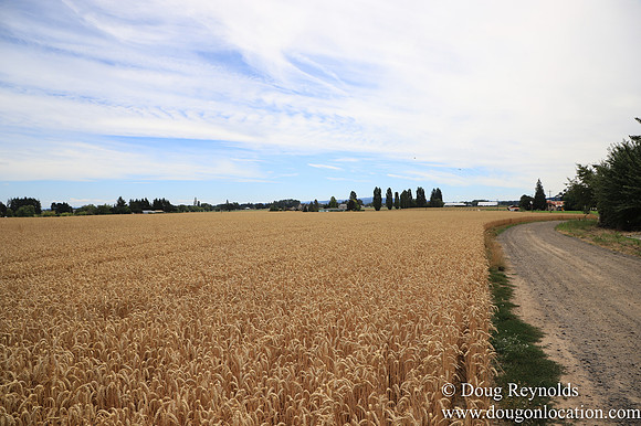 Tom Duycks Wheat Field