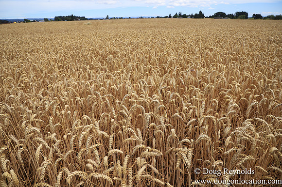 Tom Duycks Wheat Field