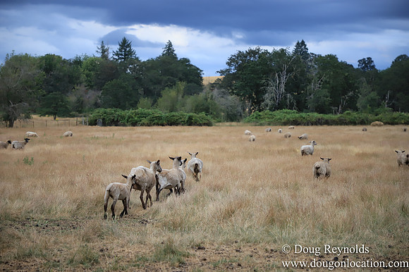 Galen Sheep Ranch