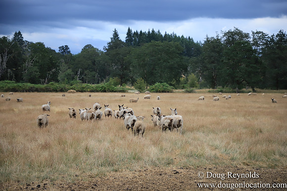 Galen Sheep Ranch