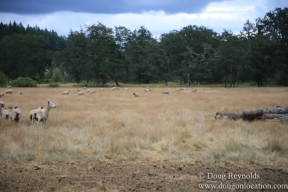 Galen Sheep Ranch