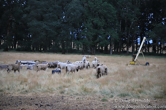 Galen Sheep Ranch