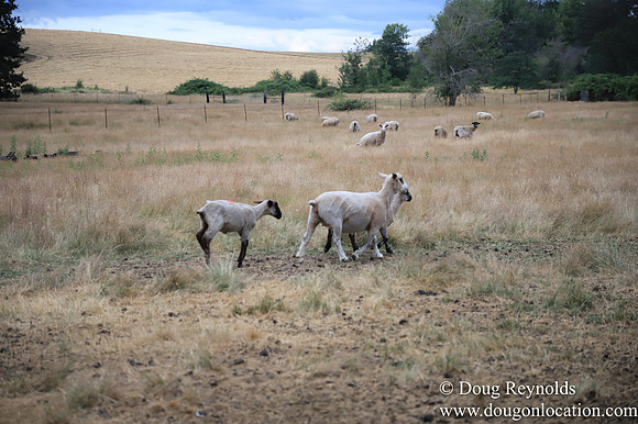Galen Sheep Ranch