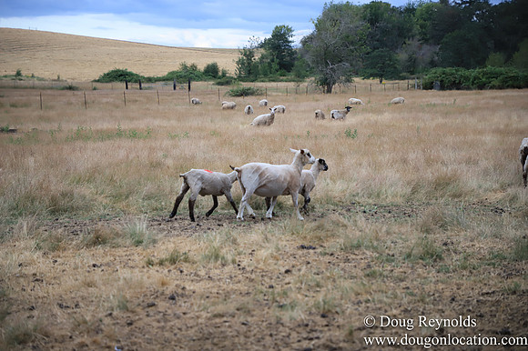 Galen Sheep Ranch