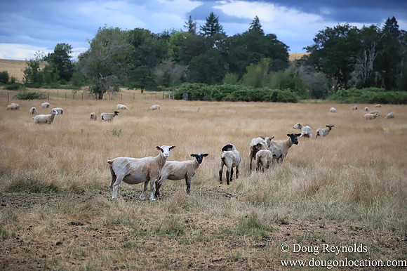 Galen Sheep Ranch