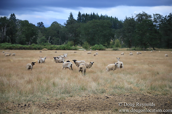 Galen Sheep Ranch