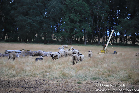 Galen Sheep Ranch