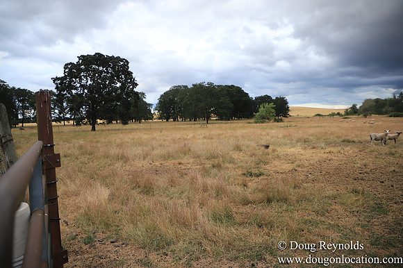 Galen Sheep Ranch