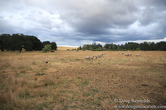 Galen Sheep Ranch
