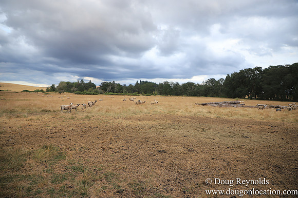 Galen Sheep Ranch