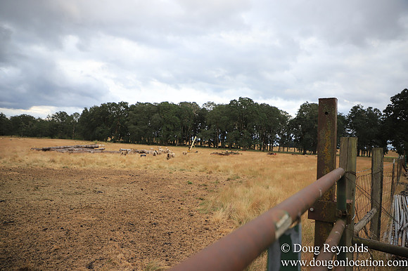 Galen Sheep Ranch