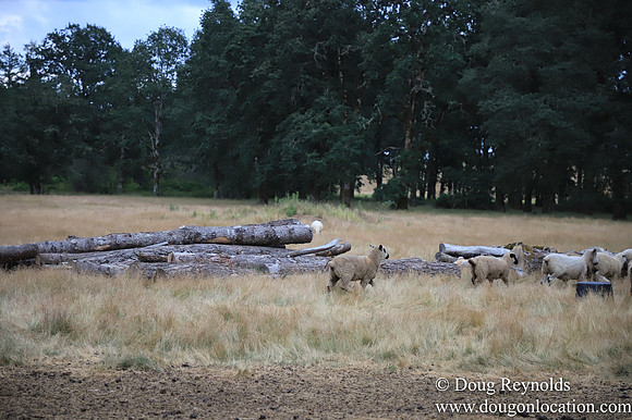Galen Sheep Ranch