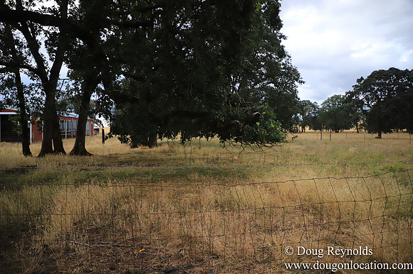 Galen Sheep Ranch