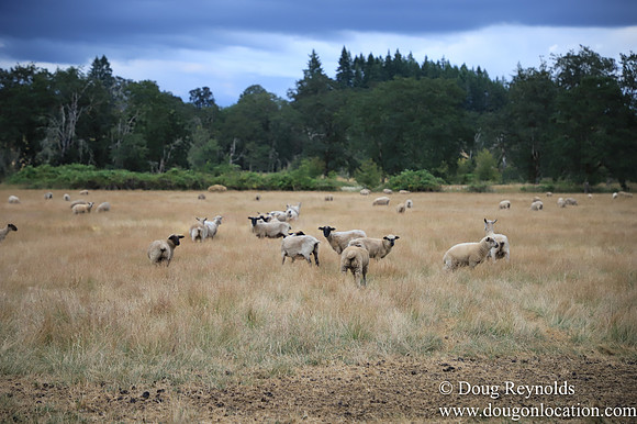 Galen Sheep Ranch